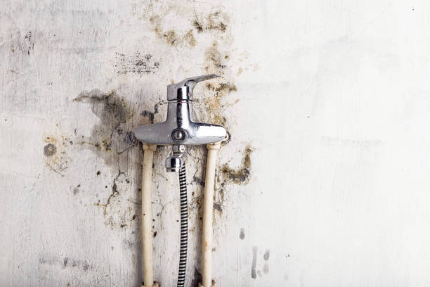 Best Emergency Mold Removal  in Ely, NV