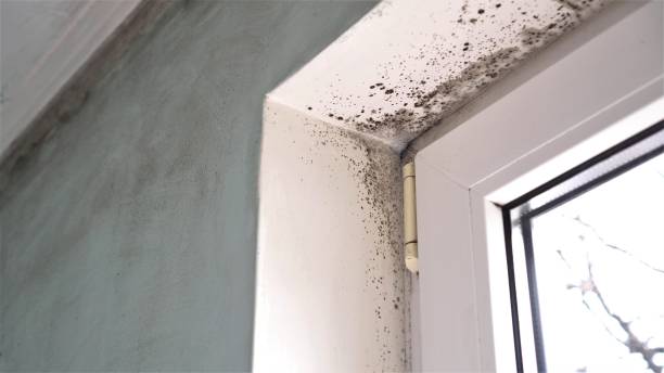 Best Professional Mold Removal  in Ely, NV