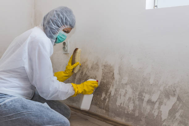 Best Mold Damage Repair  in Ely, NV