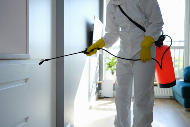Home Mold Removal in Ely, NV
