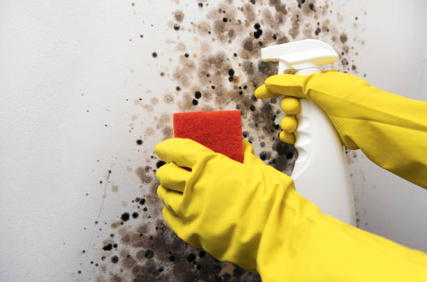 Best Professional Mold Removal  in Ely, NV
