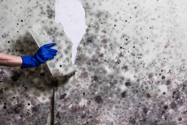 Office Mold Removal Services in Ely, NV
