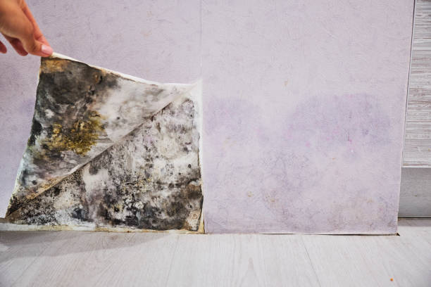 Best Mold Remediation  in Ely, NV